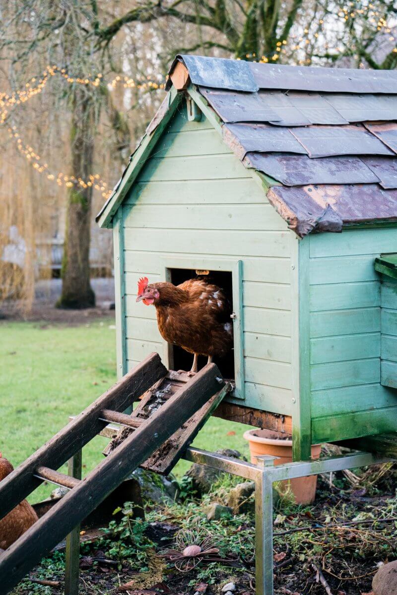 12 Chicken Coop MustHaves for a Very Happy Flock