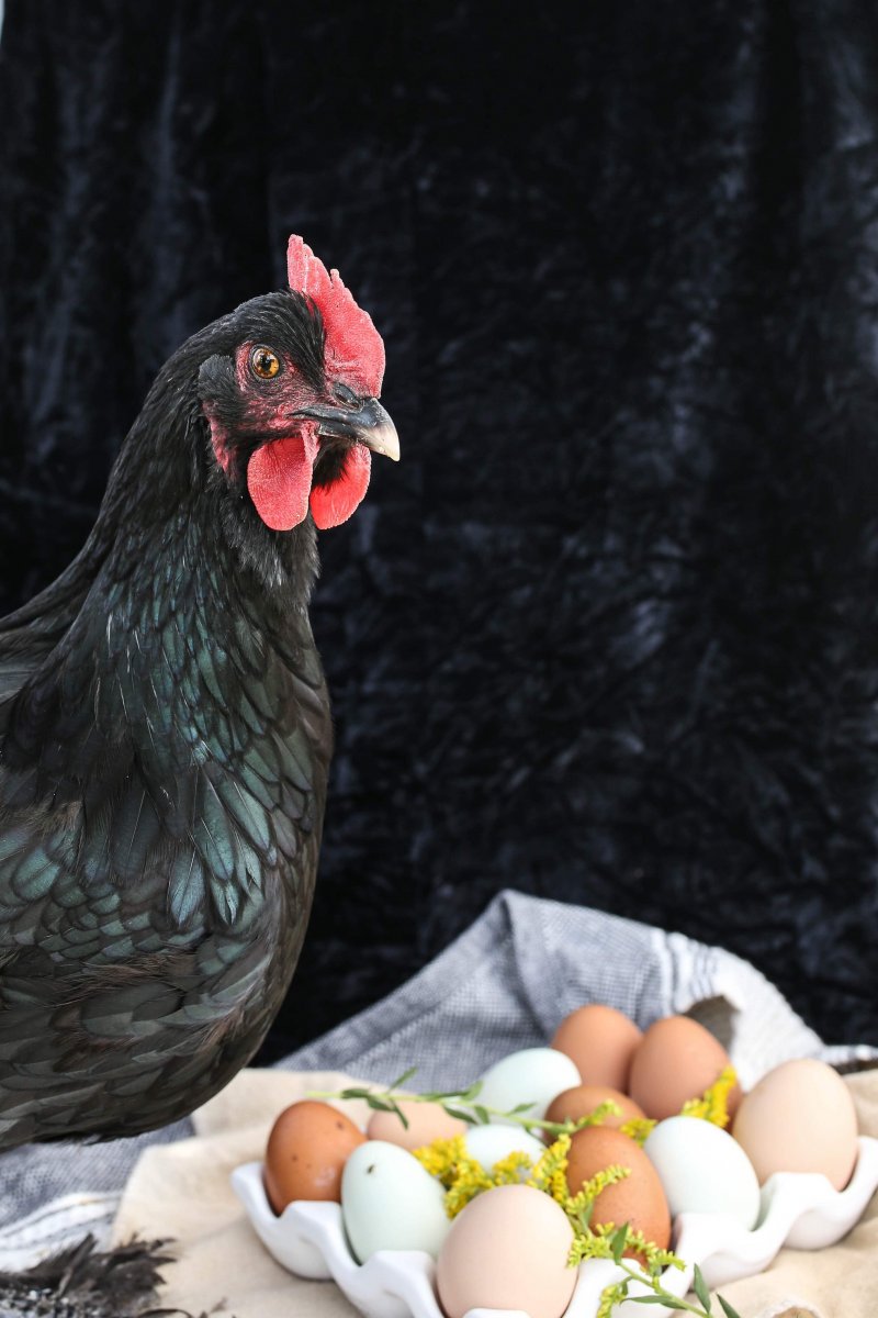 Why Do Chickens Eat Their Eggs (& How to Stop It)